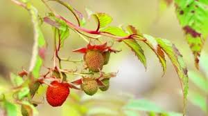 Attēlu rezultāti vaicājumam “Neottia nidus-avis fruit”