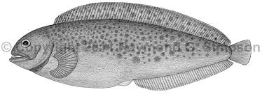 Image result for Anarhichas denticulatus