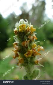 Attēlu rezultāti vaicājumam “Verbascum thapsus bud”