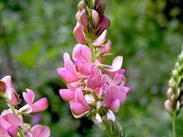 Image result for Onobrychis viciifolia