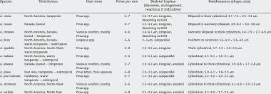 Attēlu rezultāti vaicājumam “Antrodia crassa”