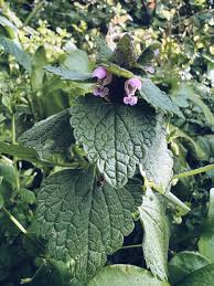 Attēlu rezultāti vaicājumam “Lamium purpureum flower”