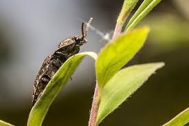 Attēlu rezultāti vaicājumam “Agrypnus murinus”