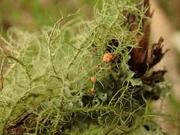 Attēlu rezultāti vaicājumam “Biatoropsis usnearum”