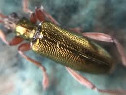 Attēlu rezultāti vaicājumam “Donacia clavipes”