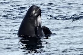 Image result for Globicephala melas