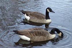 Attēlu rezultāti vaicājumam “Branta canadensis”