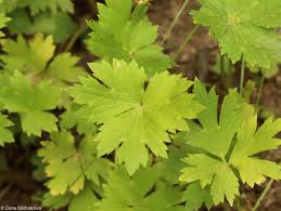 Attēlu rezultāti vaicājumam “Ranunculus lanuginosus bud”