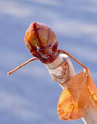 Attēlu rezultāti vaicājumam “Armeria vulgaris bud”