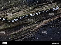 Attēlu rezultāti vaicājumam “Rimbachia neckerae”