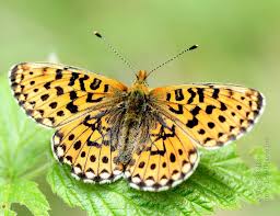 Attēlu rezultāti vaicājumam “Boloria eunomia underside”