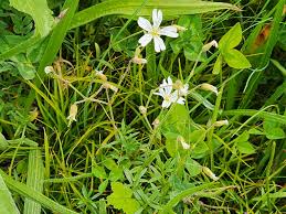 Attēlu rezultāti vaicājumam “Cerastium arvense leaf”