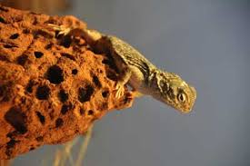 Image result for Central Weald Dragons