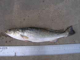 Image result for Cynoscion nebulosus