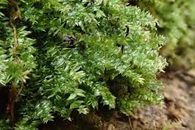 Attēlu rezultāti vaicājumam “Plagiothecium denticulatum”