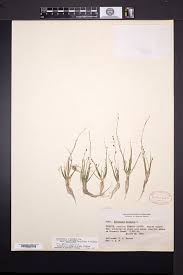 Attēlu rezultāti vaicājumam “Subularia aquatica”