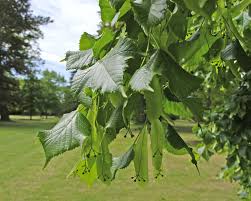 Attēlu rezultāti vaicājumam “Tilia platyphyllos subsp. cordifolia”
