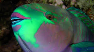 Image result for Chlorurus gibbus