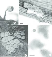 Attēlu rezultāti vaicājumam “Physarum diderma”