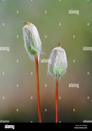 Attēlu rezultāti vaicājumam “Polytrichum piliferum sporophyte”