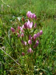 Attēlu rezultāti vaicājumam “Centaurium erythraea bud”