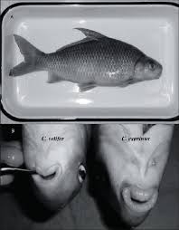 Image result for Carpiodes velifer