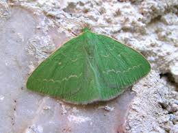 Attēlu rezultāti vaicājumam “Thetidia smaragdaria”