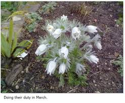 Image result for Pulsatilla