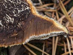 Attēlu rezultāti vaicājumam “Inonotus rheades”