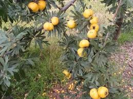 Attēlu rezultāti vaicājumam “Crataegus x macrocarpa fruit”