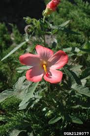 Image result for Abelmoschus moschatus