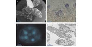 Attēlu rezultāti vaicājumam “Entomophthora”