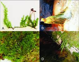 Attēlu rezultāti vaicājumam “Seligeria donniana sporophyte”