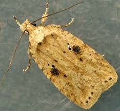 Attēlu rezultāti vaicājumam “Agonopterix aranella”