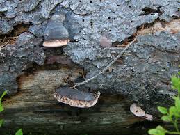 Attēlu rezultāti vaicājumam “Fomitopsis rosea”