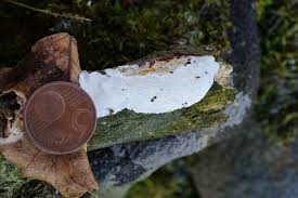 Attēlu rezultāti vaicājumam “Antrodia pulvinascens”