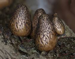 Attēlu rezultāti vaicājumam “Lycogala sphaeroconicum”