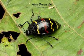 Attēlu rezultāti vaicājumam “Erotylidae”