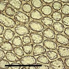 Attēlu rezultāti vaicājumam “Eurhynchium angustirete sporophyte”