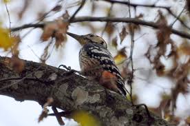 Attēlu rezultāti vaicājumam “Dendrocopos leucotos female”