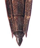 Attēlu rezultāti vaicājumam “Aquarius najas”