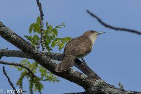 Image result for Coccyzus erythropthalmus