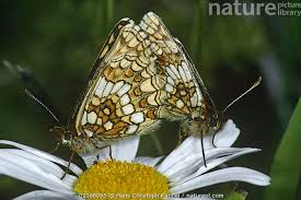 Attēlu rezultāti vaicājumam “Melitaea diamina”