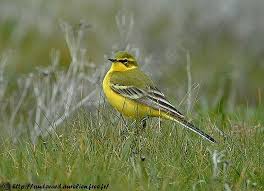 Attēlu rezultāti vaicājumam “Motacilla flava flava adult”