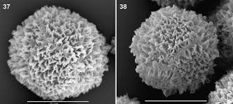 Attēlu rezultāti vaicājumam “Dianema depressum spores”