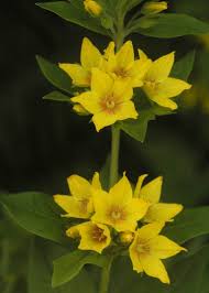 Attēlu rezultāti vaicājumam “Lysimachia punctata”