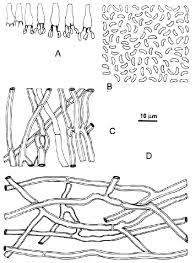 Attēlu rezultāti vaicājumam “Ceriporia”