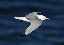 Attēlu rezultāti vaicājumam “Rissa tridactyla”