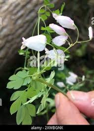 Image result for Adlumia fungosa