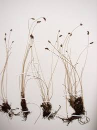 Attēlu rezultāti vaicājumam “Eleocharis uniglumis fruit”